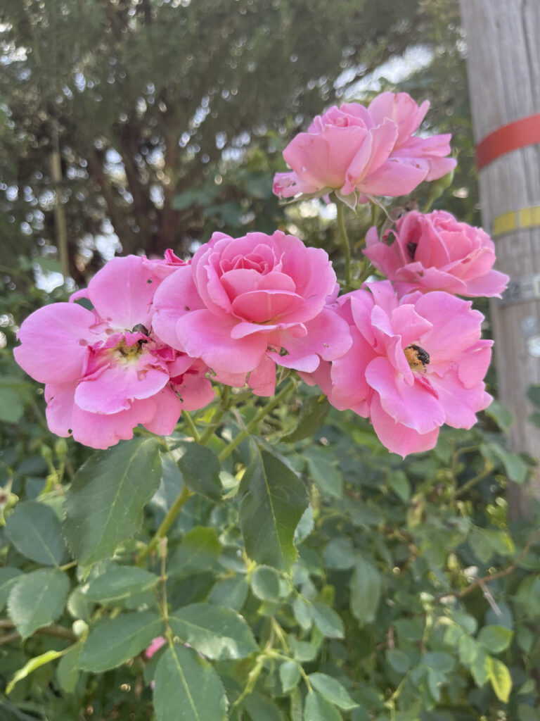 a group of pink flowers