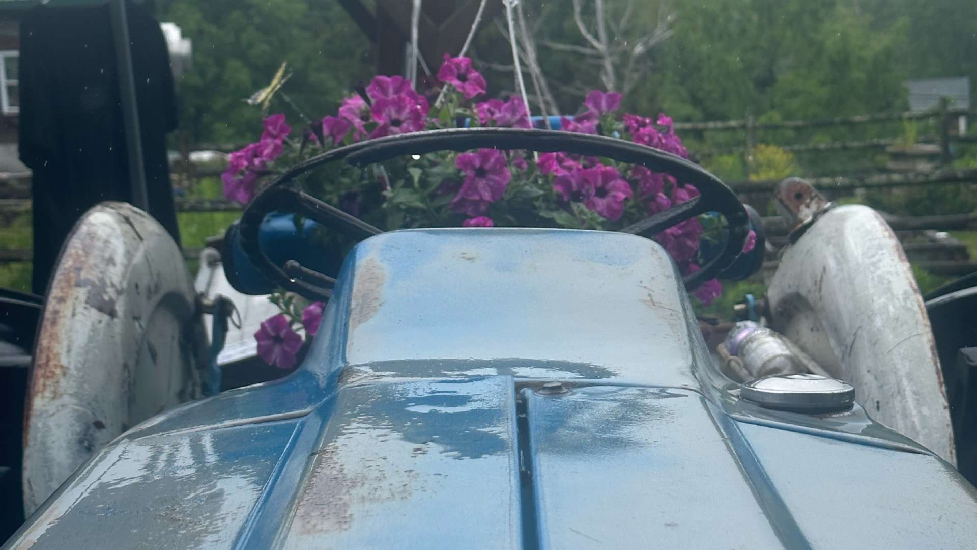 pollination in plants