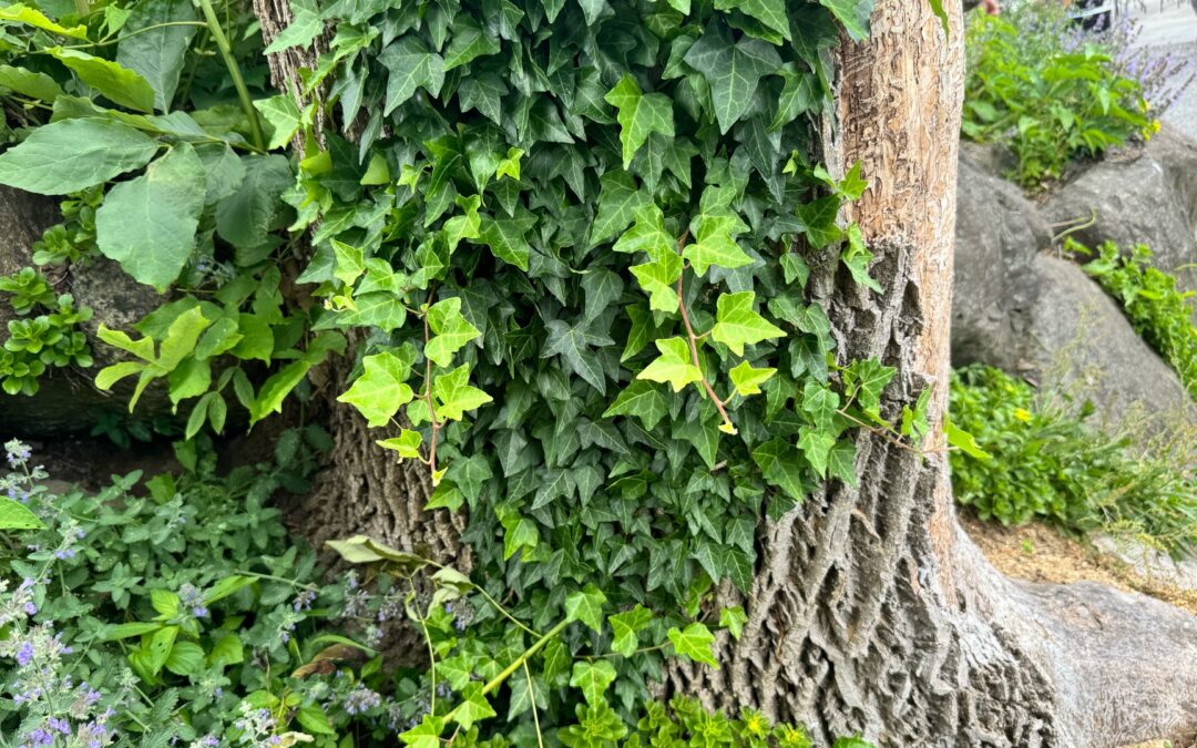 pollinator project Warwick