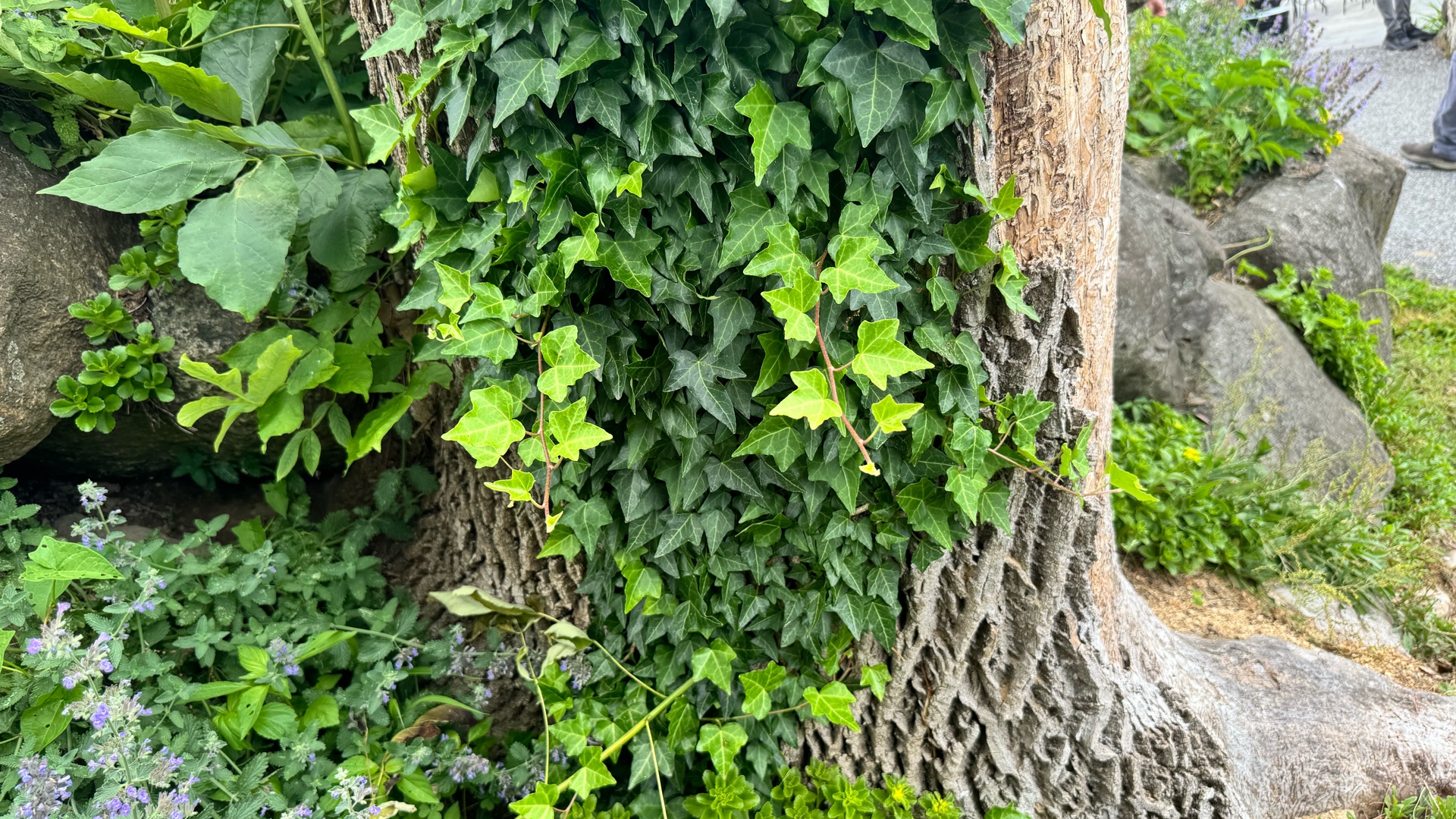 pollinator project Warwick